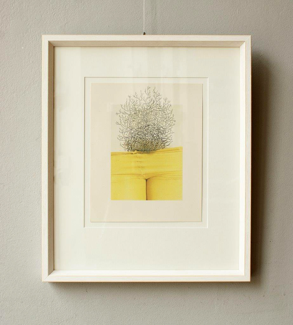 Magdalena Sawicka - Bush 1 (Lithography and ink on paper | Wymiary: 39 x 46 cm | Cena: 900 PLN)